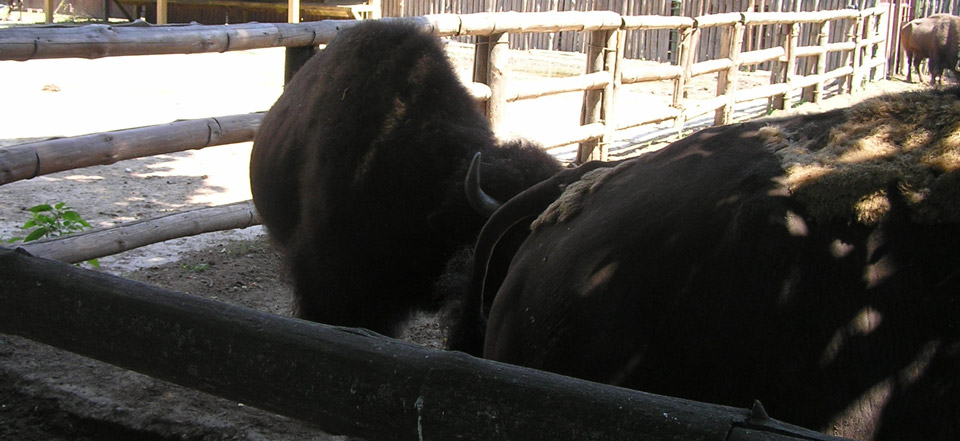 小黑ddos压力测试平台