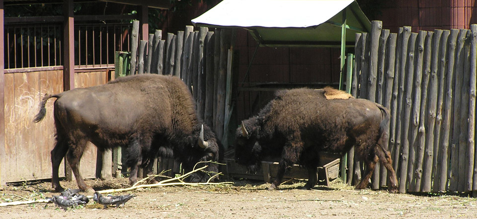 DDOS压力测试网页端