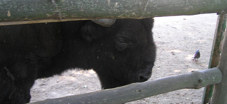 DDOS压力测试网页端